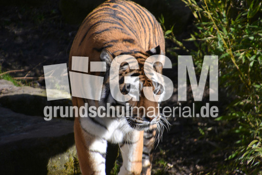 Tiger (3).jpg